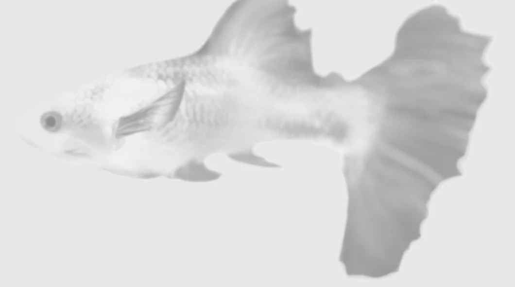 The guppy model before texturing